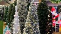 Buy Wholesale Christmas Trees (50 Trees – £1,100)