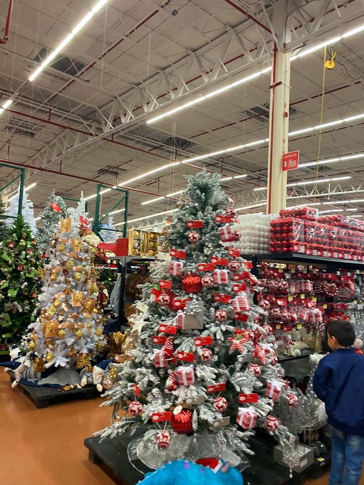 Buy Wholesale Christmas Trees (50 Trees – £1,100)